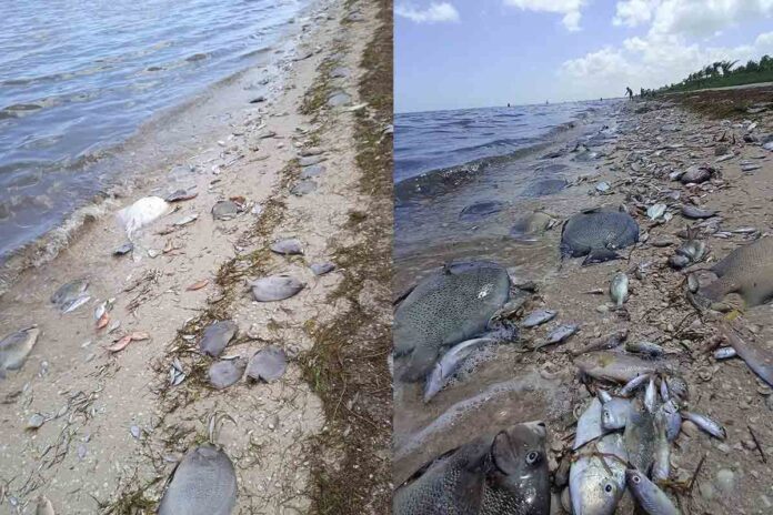 Miles-de-peces-muertos-en-playas-de-Yucatan-por-marea-roja