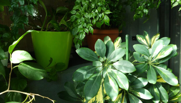 Plantas-que-nunca-mueren-Portal-Jardin-840x480