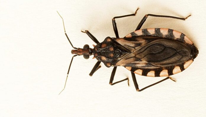 triatomas_pseudomaculata_fe_mea_cyrojose_soares-996x567