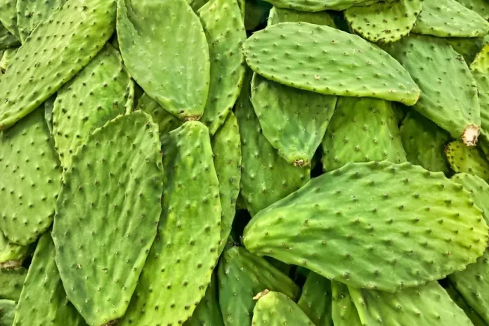 nopales-andrew-coop-unsplash