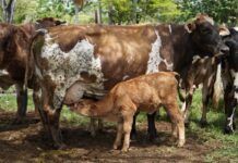 Nacen los primeros siete becerros por inseminación artificial en Yucatán