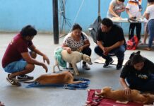 Realizan con éxito Primera Campaña Gratuita de Esterilización Canina y Felina en Kanasín