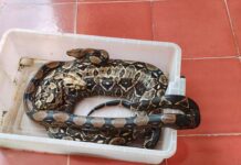 Emite SSY recomendaciones para prevenir mordeduras de serpiente