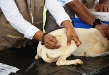 Yucatán mantiene cinco años sin rabia en perros y gatos