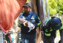 Más de 1 mil 300 reportes de maltrato animal han sido atendidos en lo que va del año.