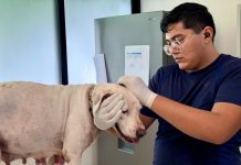 Oso y Blanquis fueron entregados de manera voluntaria por su dueño